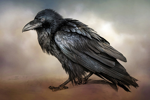 Beautiful,Young,Black,Raven,On,A,White,Background